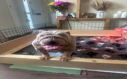 English Bulldog dogs for sale: English bulldog puppies - Image 32