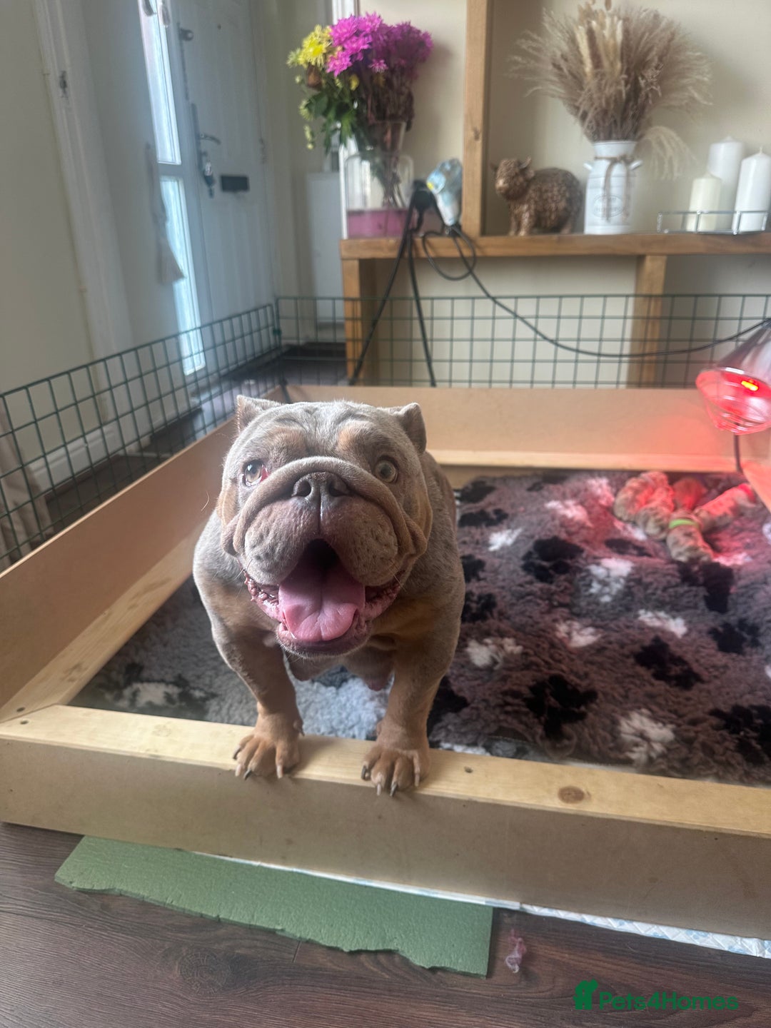 English Bulldog dogs for sale: English bulldog puppies - Image 32