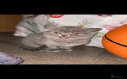 British Shorthair cats for sale: Beautiful Blue British Shorthair Kittens - Image 9