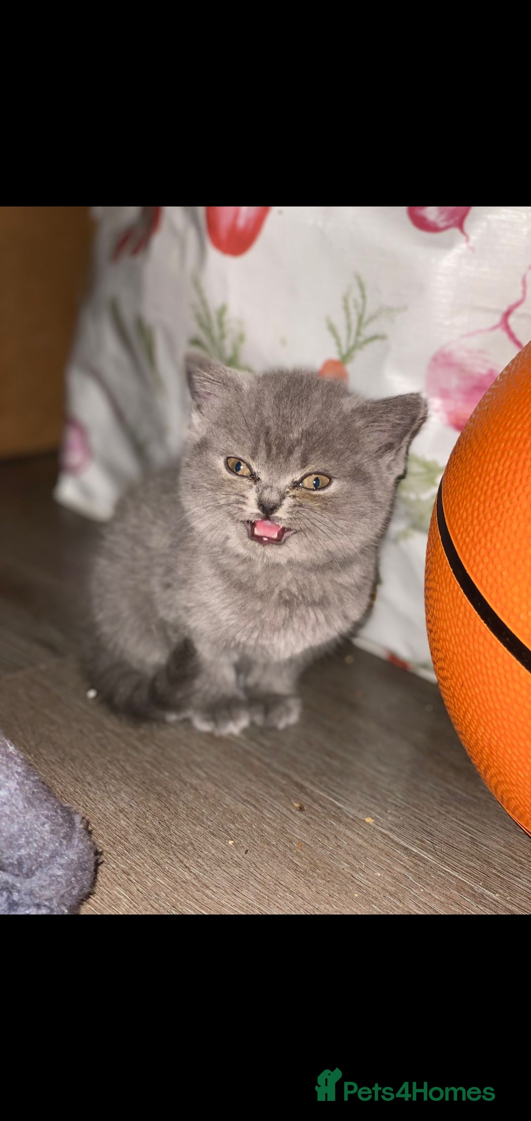 British Shorthair cats for sale: Beautiful Blue British Shorthair Kittens - Image 9
