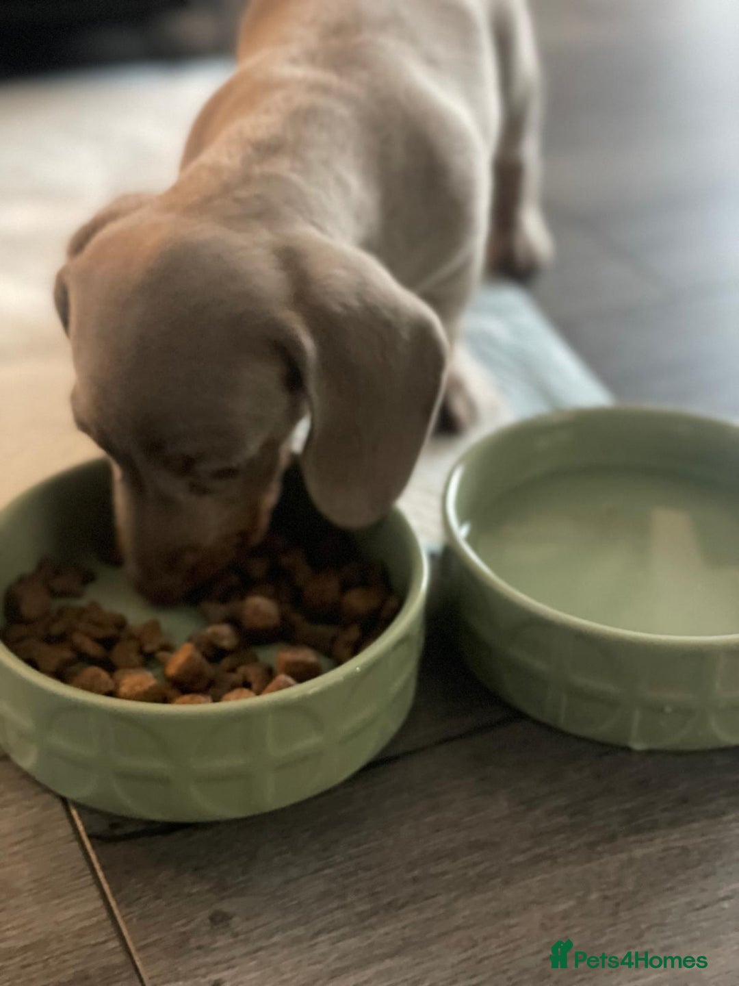 Miniature Dachshund dogs for sale: Miniature Dashshund Puppy - Advert 6