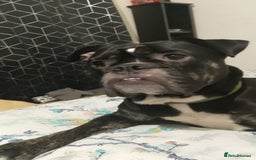 Dorset Olde Tyme Bulldogge dogs for sale: The BEST Companion ull ever have, Diesel £75  ❤️🙏 - Advert 1