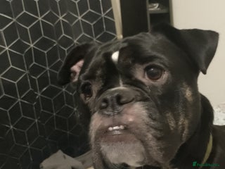 Dorset Olde Tyme Bulldogge dogs - Advert 6