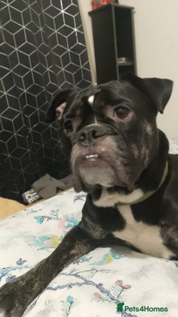 Dorset Olde Tyme Bulldogge dogs - Advert 1