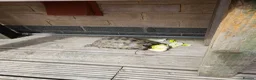 Tortoise reptiles for sale: Greek tortoise  in Bristol - Advert 3
