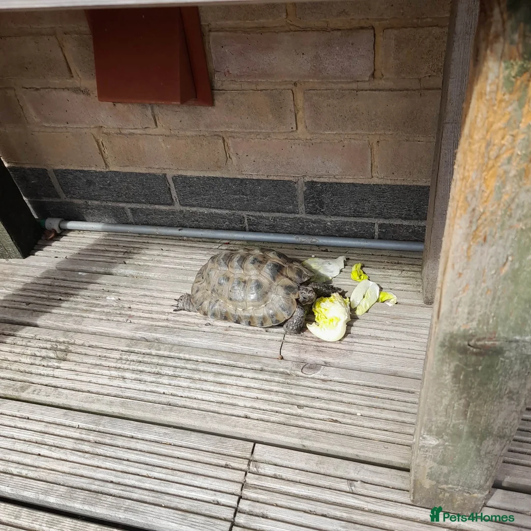 Tortoise reptiles for sale: Greek tortoise  in Bristol - Advert 3