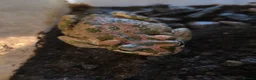 Frog reptiles for sale: Frogs and toads for sale in set ups - Advert 2