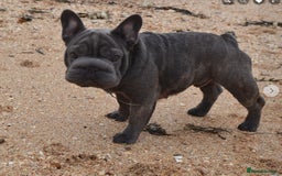 French Bulldog dogs for stud:  Elite Micro  Blue Frenchie Stud - Image 15