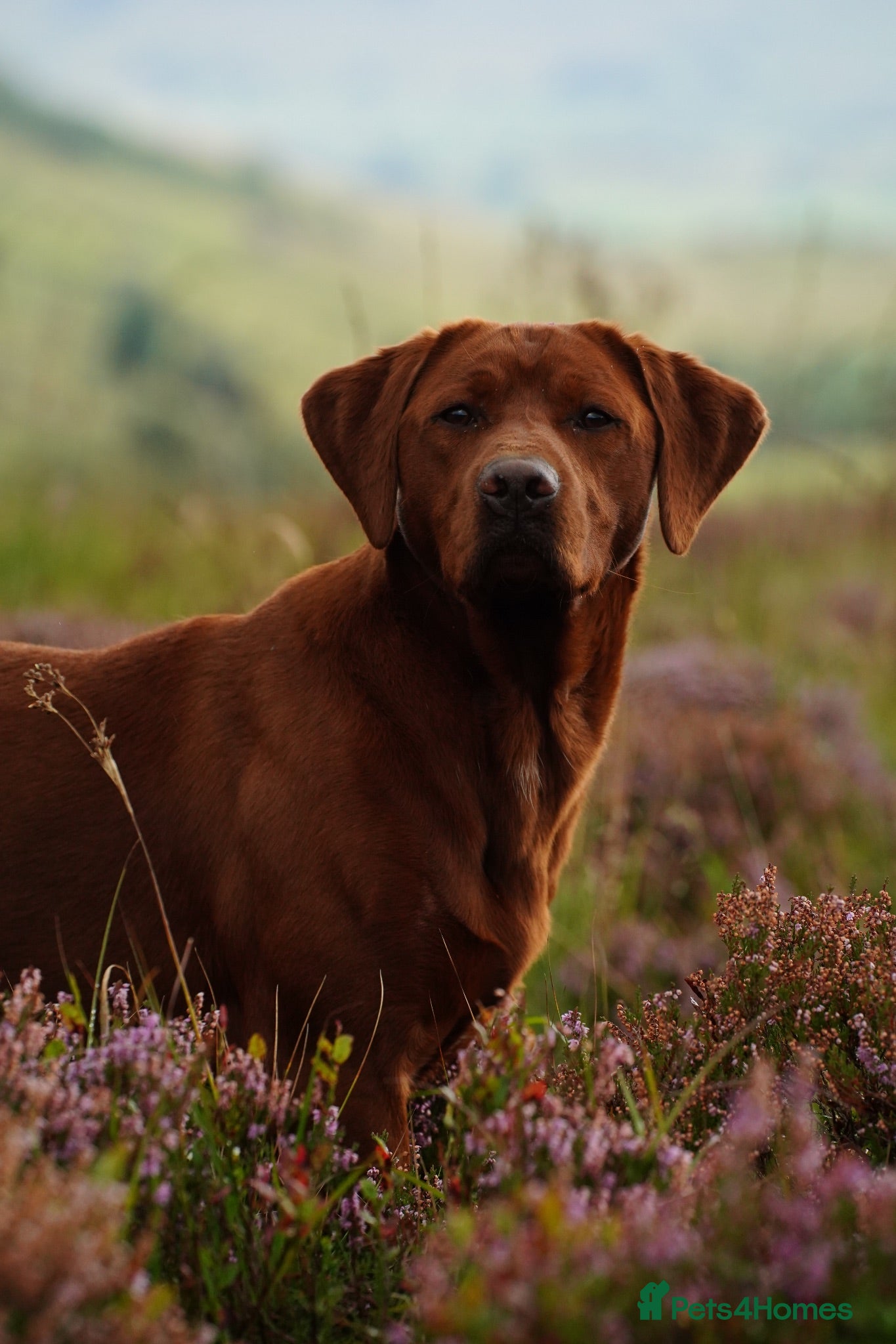 Labrador Retriever dogs PROVEN DARK RED FULLY HEALTH TESTED LABRADOR STUD - Advert 2
