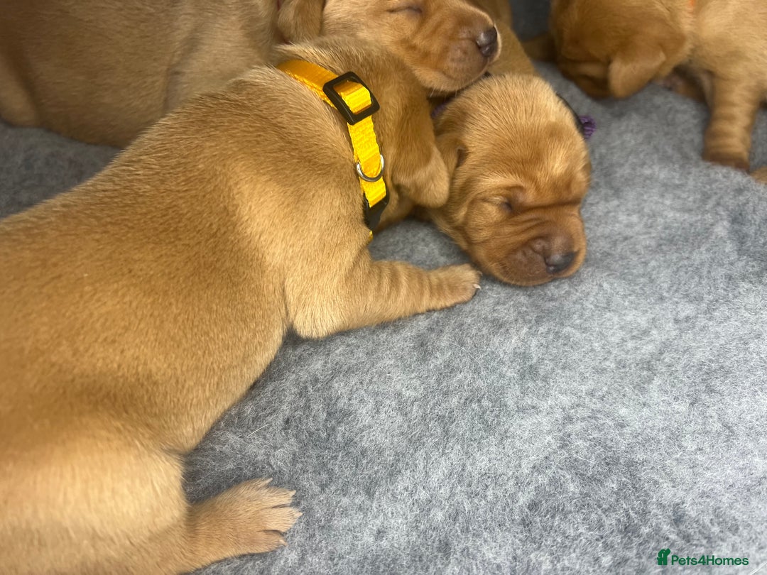 Labrador Retriever dogs for sale: Champion line KC reg dark Red Fox Yellow Labrador  - Advert 16