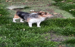 Jack Russell dogs for sale: Male jack russell  - Image 2