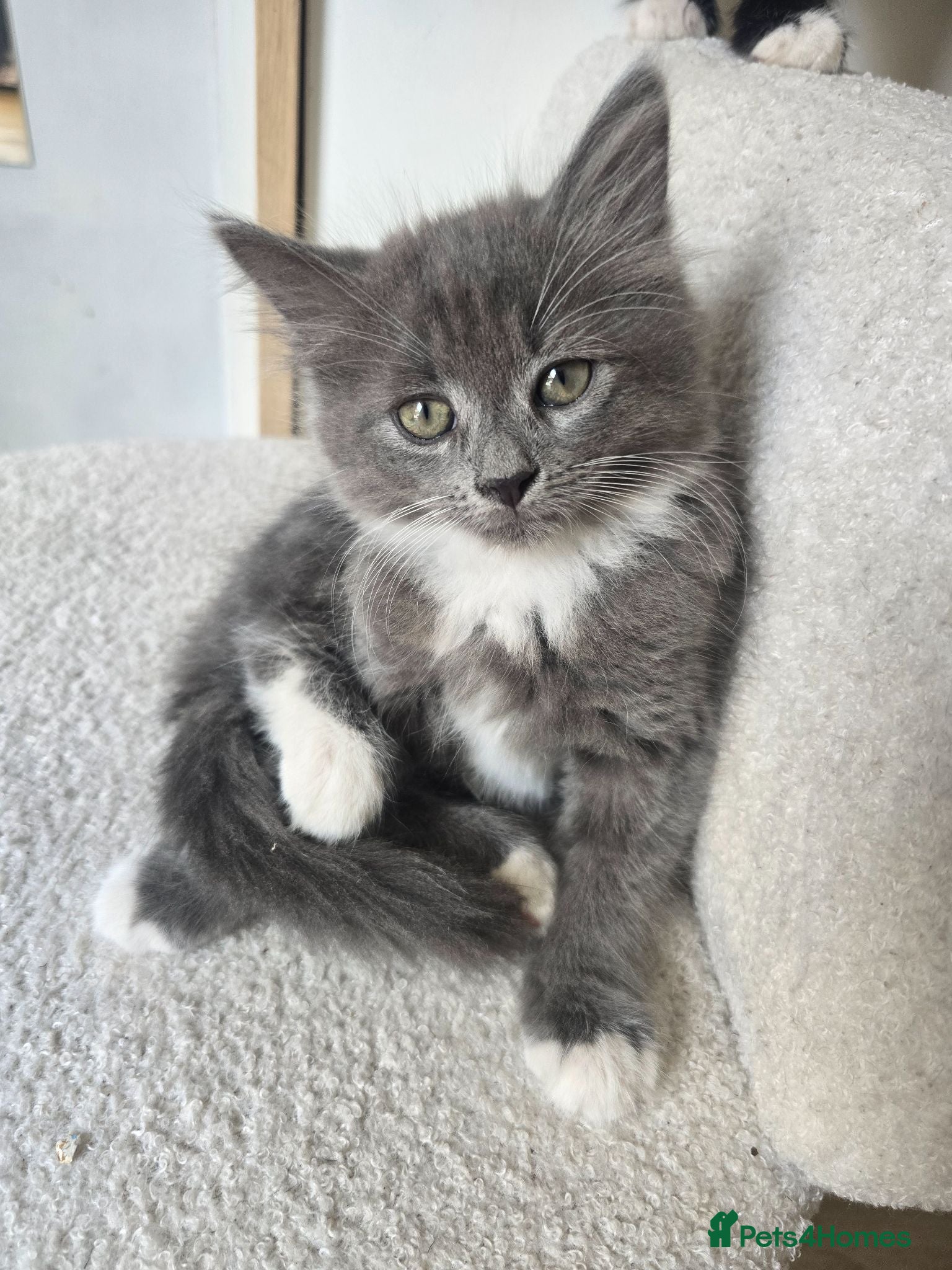 British Longhair cats Last kitten for sale  - Advert 1