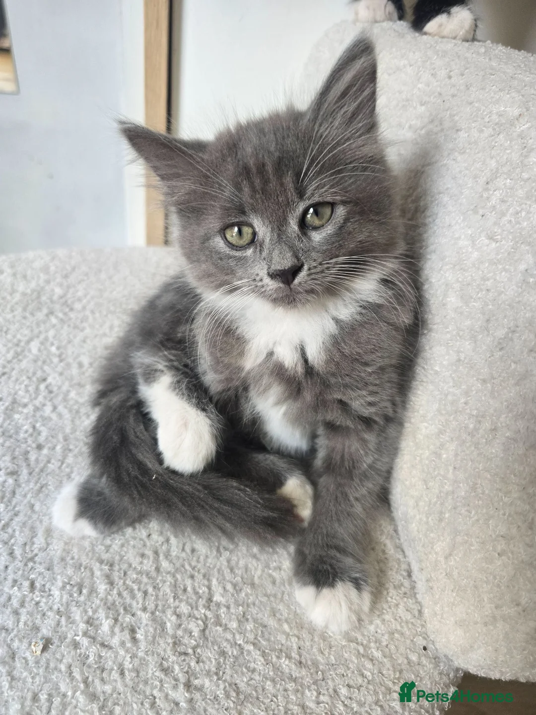 British Longhair cats for sale: Last kitten for sale  - Advert 1