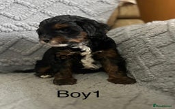 Mixed Breed dogs for sale: Poodle x Biewer terrier boys  - Image 8