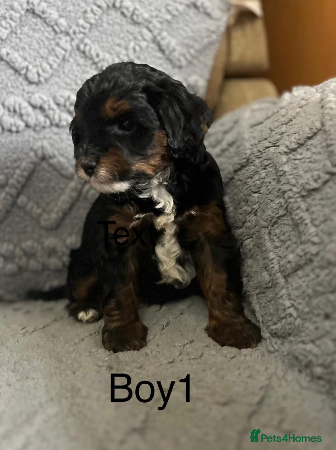 Mixed Breed dogs for sale: Poodle x Biewer terrier boys  - Image 8