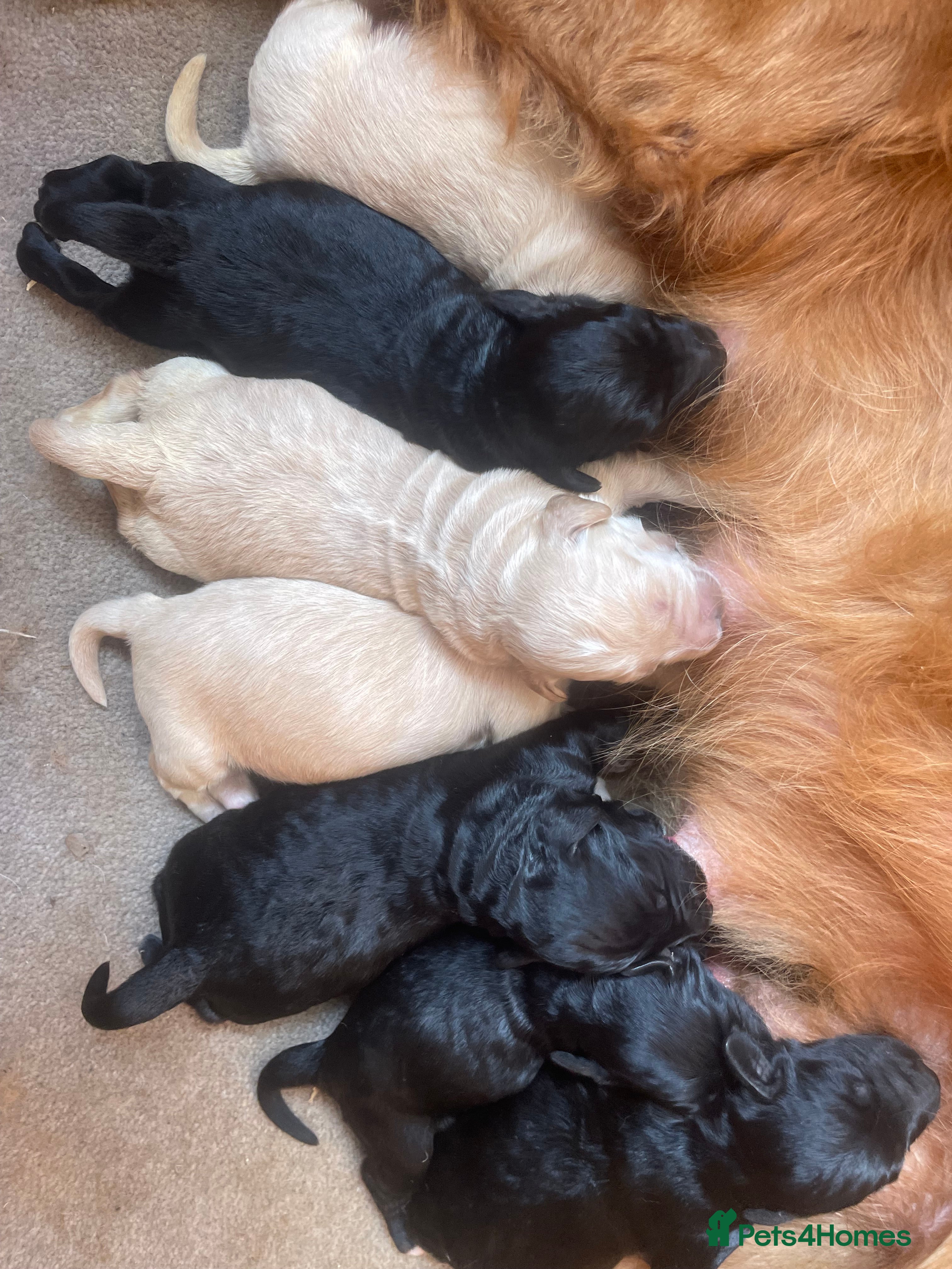 Mini Goldendoodle dogs 7 beautiful mini golden doodle babies  - Advert 9