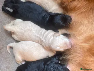 Mini Goldendoodle dogs 7 beautiful mini golden doodle babies - Advert 9