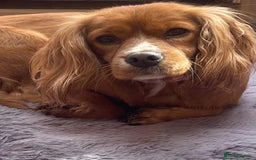 Cockalier dogs for sale: Gorgeous Cockalier Puppies… - Image 31