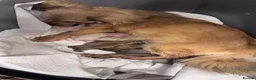 Chihuahua dogs for sale: gorgeous puppies in hull - Advert 2