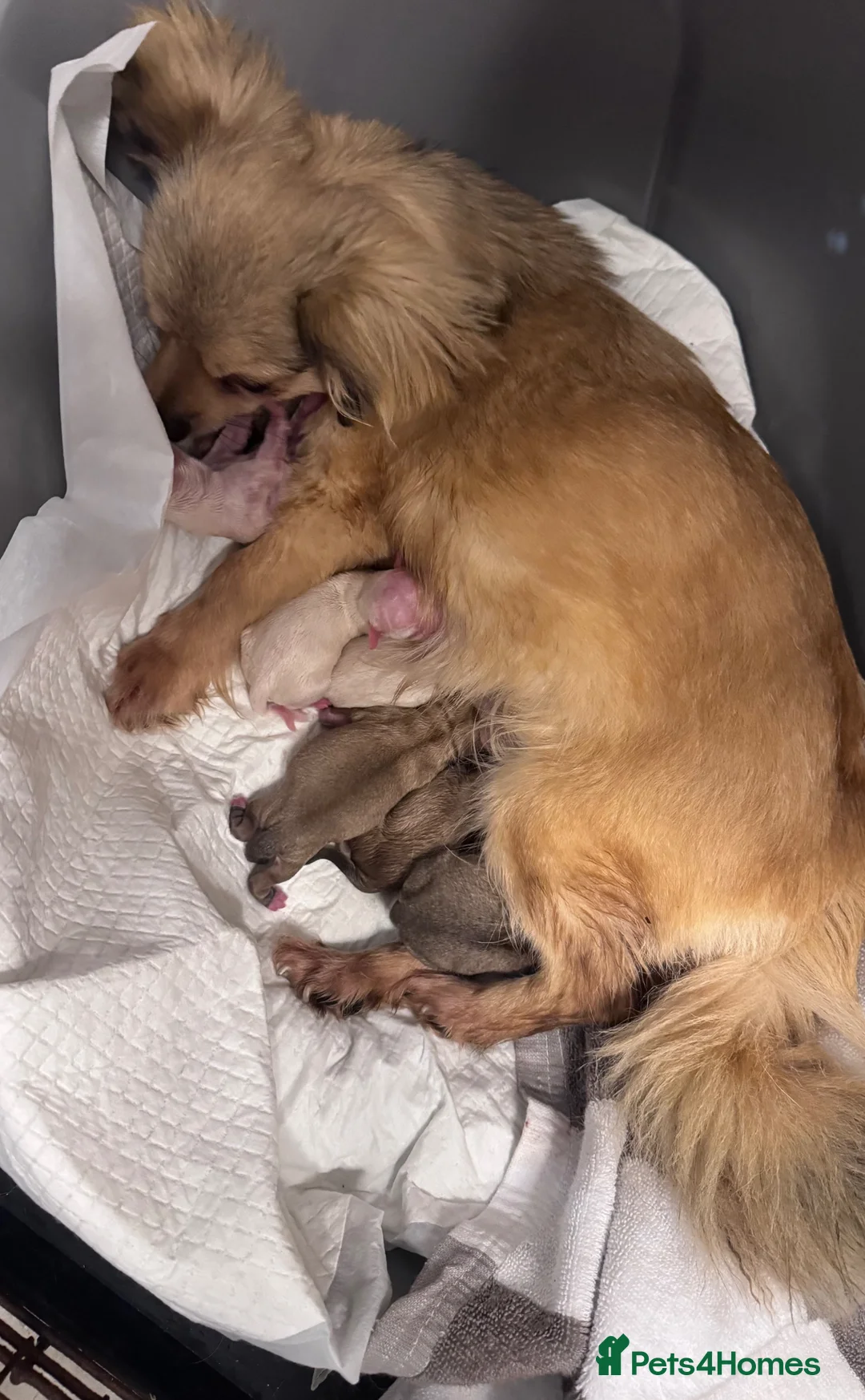 Chihuahua dogs for sale: gorgeous puppies in hull - Advert 2