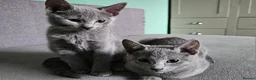 Russian Blue cats for sale: TICA Russian Blue  - Advert 5