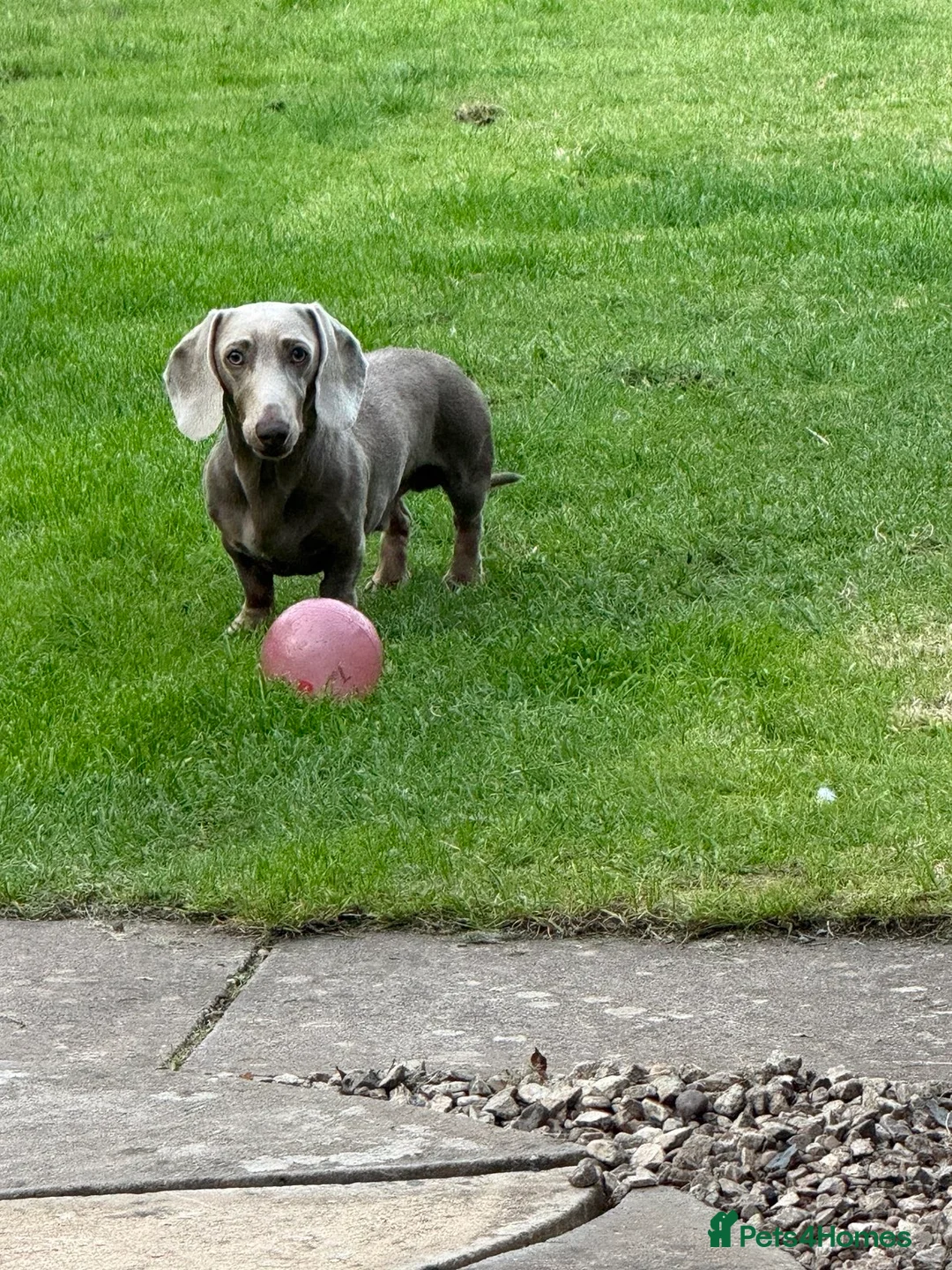 Miniature Dachshund dogs for stud: Reggie - Advert 3