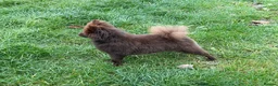 Pomeranian dogs for sale: Beautiful KC Reg girl 5yrs old  - Advert 7