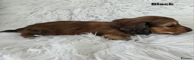 Miniature Dachshund 2