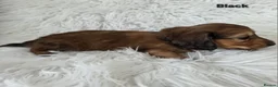 Miniature Dachshund dogs for sale: STUNNING KC SHADED RED LONG HAIR - Advert 20