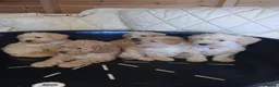 Cavapoo dogs for sale: Cavapoo F1b puppies  - Advert 14