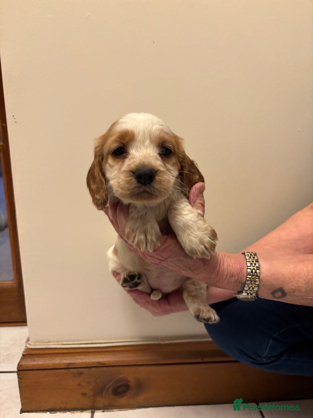 Cocker Spaniel dogs for sale: KC reg cocker spaniels  - Advert 21