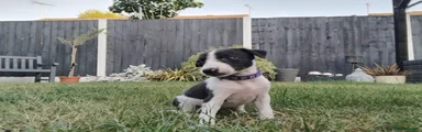 Mixed Breed 9
