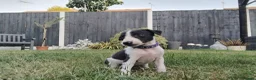 Mixed Breed dogs for sale: Whippet x Saluki puppies - Advert 12
