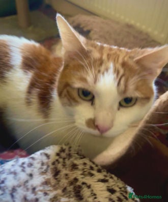 Mixed Breed cats SIMBA - Advert 9