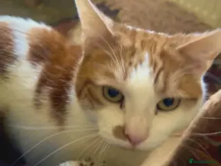 Mixed Breed cats SIMBA - Advert 9