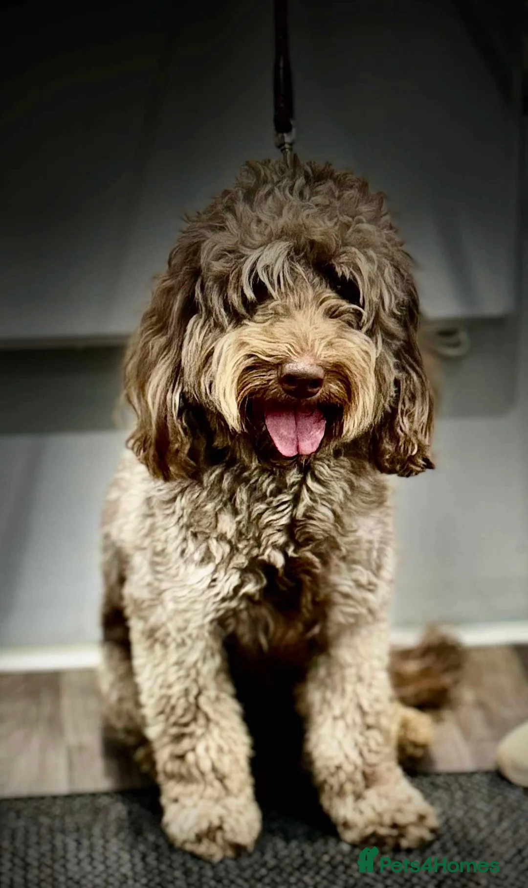 Cockapoo dogs for stud: Chocolate Cockapoo Stud - Proven & DNA Clear in Doncaster - Advert 3