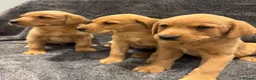 Labrador Retriever dogs for sale: FOX RED PUPPIES - Advert 5