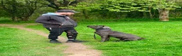 Cane Corso dogs for sale: Big manni the cane Corso available for rehome in Kilmarnock - Advert 5