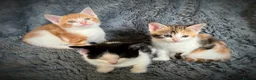 Mixed Breed cats for sale: 9 beautiful kittens looking for new homes  - Advert 14