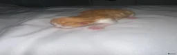 Maine Coon cats for sale: Maine coon cross  - Advert 7