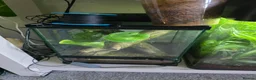 Other/Mixed Breed fish for sale: Dart frogs,puffer fish,minnos,newts,crab, scorpion in Burntwood - Advert 7