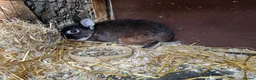 Netherland Dwarf rabbits for sale: 4 Netherland Dwarfs & 2 Double Cages  - Advert 4
