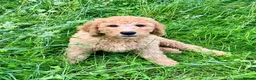 Labradoodle dogs for sale: Stunning F1 labradoodle  - Advert 2
