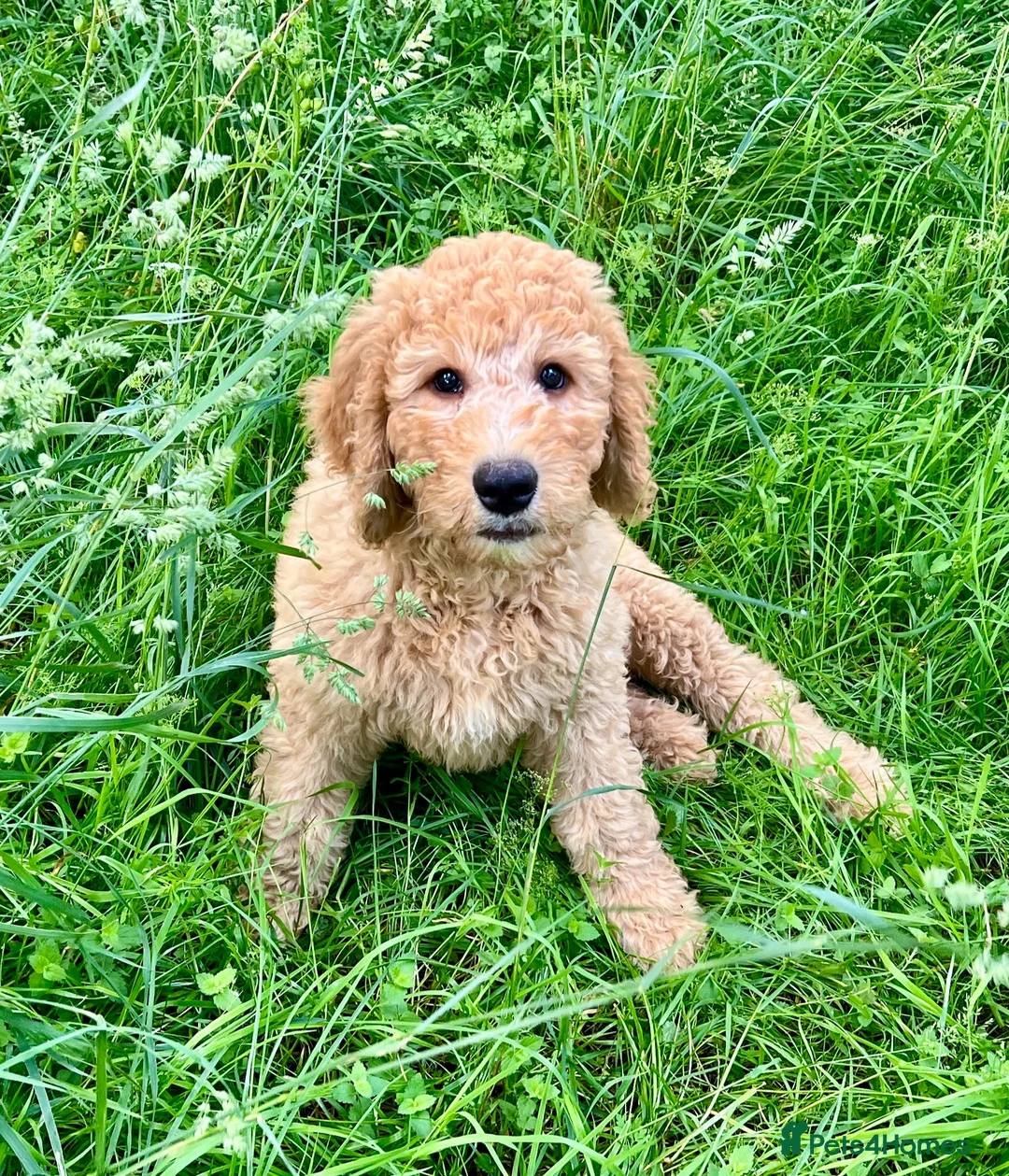 Labradoodle dogs for sale: Stunning F1 labradoodle  - Advert 2