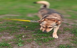 Mixed Breed dogs for adoption: 💙🐶 SIRKO 🐶💙 - Image 17