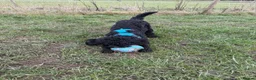 Cockapoo dogs for sale: Cockapoo for Rehoming - Advert 4