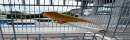 Parrots birds for sale: Find Your Perfect Parrot–Loving Companions Ready in Halifax - Advert 6