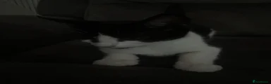 Domestic Shorthair 2