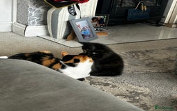 Mixed Breed cats for sale: One female kitten  - Image 2