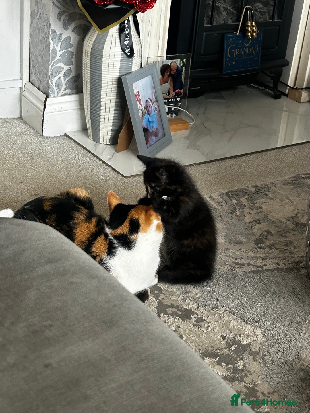 Mixed Breed cats for sale: One female kitten  - Image 2